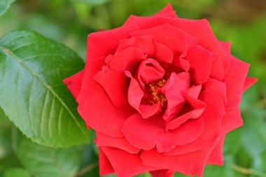 Bahçedeki güzel gül çiçeği