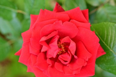 Bahçedeki güzel gül çiçeği