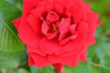 Bahçedeki güzel gül çiçeği