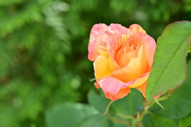 Bahçedeki güzel gül çiçeği