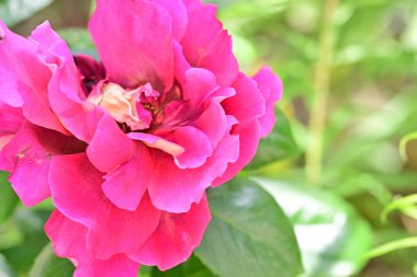 Bahçedeki güzel gül çiçeği