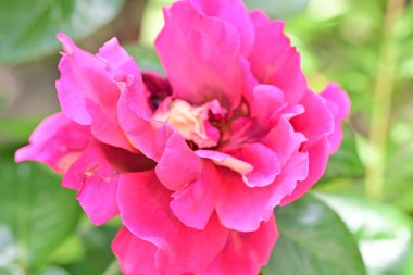 Bahçedeki güzel gül çiçeği