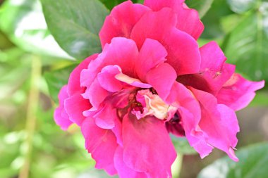 Bahçedeki güzel gül çiçeği