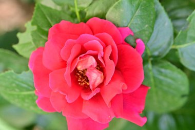 Bahçedeki güzel gül çiçeği