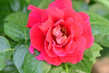 Bahçedeki güzel gül çiçeği