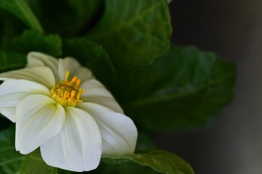 Amfibik çiçeğinin beyaz çiçeğine yaklaş. makro.