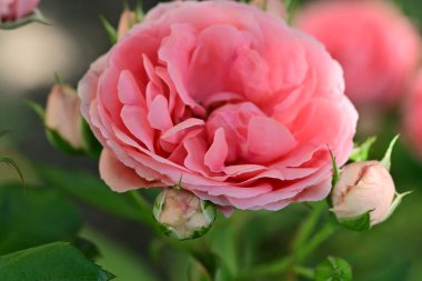 Bahçedeki güzel pembe güller 