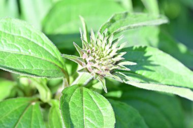 Bahçedeki çiçeğin yeşil yaprakları 