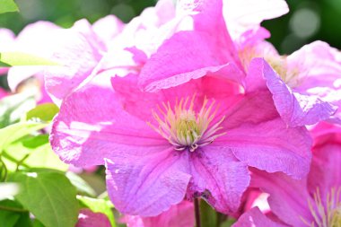 Bulanık yeşil arka planda güzel pembe klematis çiçekleri 