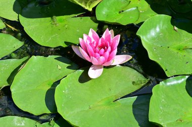 Gölette büyüyen nilüfer çiçeği