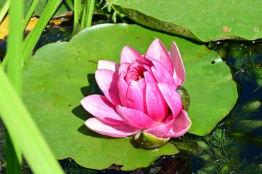 Gölette büyüyen nilüfer çiçeği