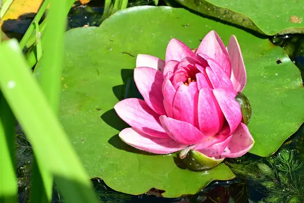 Gölette büyüyen nilüfer çiçeği