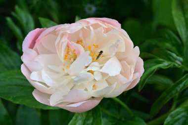 Bahçedeki güzel gül çiçeği