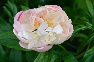 Bahçedeki güzel gül çiçeği