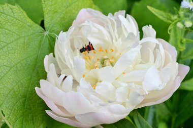 Bahçedeki güzel gül çiçeği