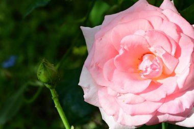 Bahçedeki güzel gül çiçeği