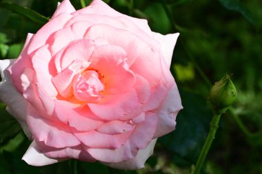 Bahçedeki güzel gül çiçeği