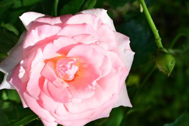 Bahçedeki güzel gül çiçeği