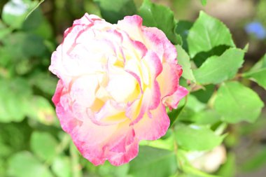 Bahçedeki güzel gül çiçeği