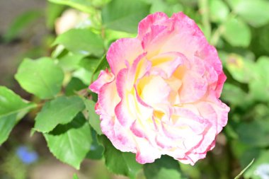 Bahçedeki güzel gül çiçeği