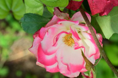 Bahçedeki güzel gül çiçeği