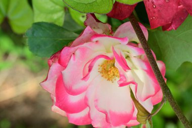 Bahçedeki güzel gül çiçeği