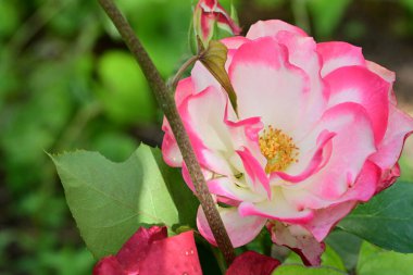 Bahçedeki güzel gül çiçeği