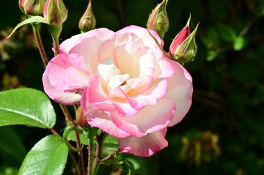 Bahçedeki güzel gül çiçeği