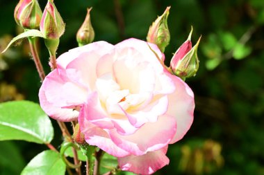 Bahçedeki güzel gül çiçeği