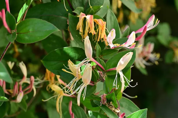 Bahçede güzel sarı çiçekler, çiçek konsepti...