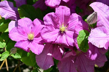 bahçede büyüyen güzel pembe çiçekler