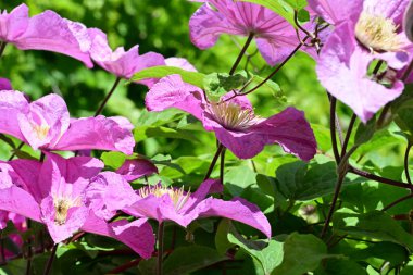 bahçede büyüyen güzel pembe çiçekler