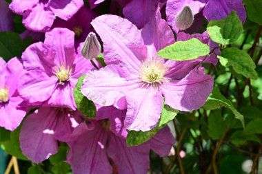 Yaz bahçesinde açan güzel çiçekler, doğa konsepti arka planı.