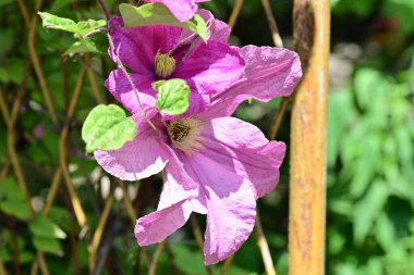 Yaz bahçesinde açan güzel çiçekler, doğa konsepti arka planı.