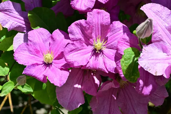 bahçede büyüyen güzel pembe çiçekler