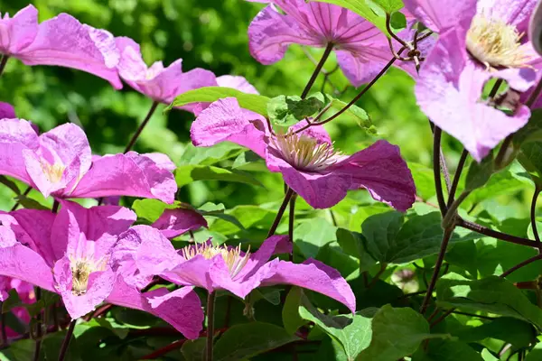 bahçede büyüyen güzel pembe çiçekler