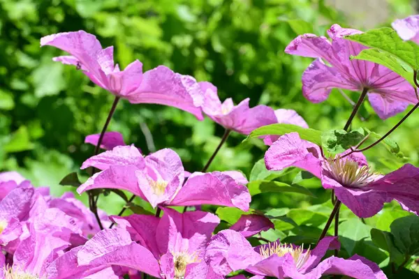 bahçede büyüyen güzel pembe çiçekler