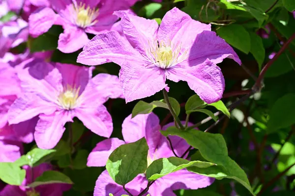 bahçede büyüyen güzel pembe çiçekler