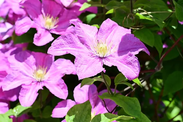 bahçede büyüyen güzel pembe çiçekler