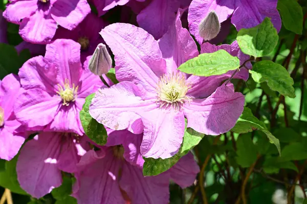 Yaz bahçesinde açan güzel çiçekler, doğa konsepti arka planı.