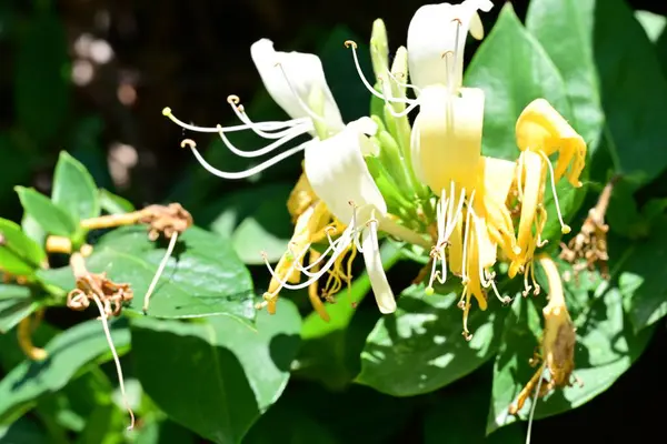 Yaz bahçesinde açan güzel çiçekler, doğa konsepti arka planı.
