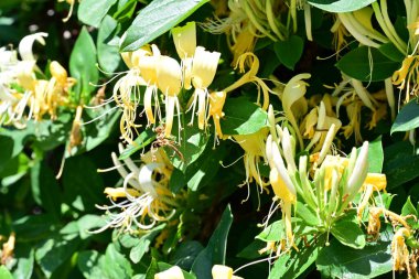 Yaz bahçesinde açan güzel çiçekler, doğa konsepti arka planı.