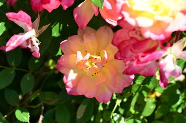 Yaz bahçesinde açan güzel çiçekler, doğa konsepti arka planı.