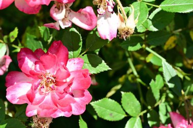 Yaz bahçesinde açan güzel çiçekler, doğa konsepti arka planı.