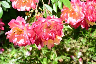 Yaz bahçesinde açan güzel çiçekler, doğa konsepti arka planı.