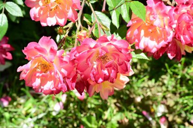 Yaz bahçesinde açan güzel çiçekler, doğa konsepti arka planı.