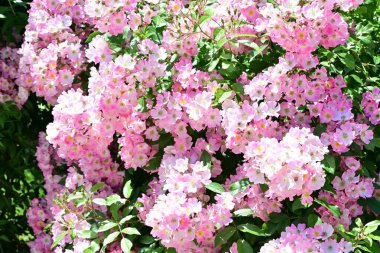 Yaz bahçesinde açan güzel çiçekler, doğa konsepti arka planı.