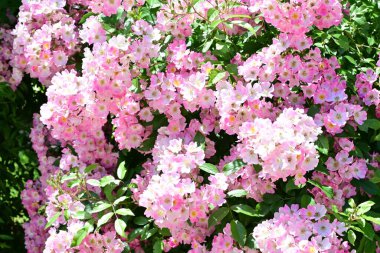 Yaz bahçesinde açan güzel çiçekler, doğa konsepti arka planı.