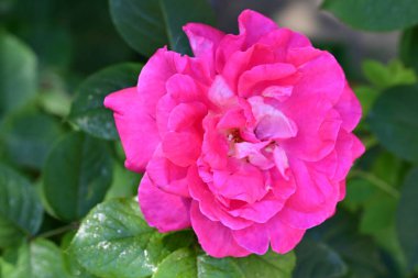 Yaz bahçesinde açan güzel çiçekler, doğa konsepti arka planı.