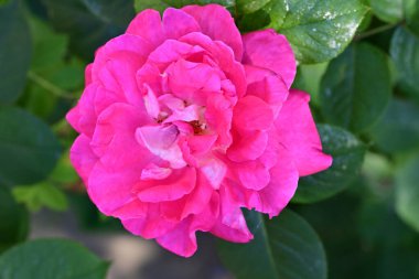 Yaz bahçesinde açan güzel çiçekler, doğa konsepti arka planı.